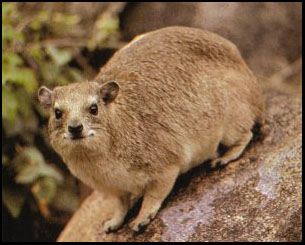 http://www.hombori.org/images/hyrax.jpg